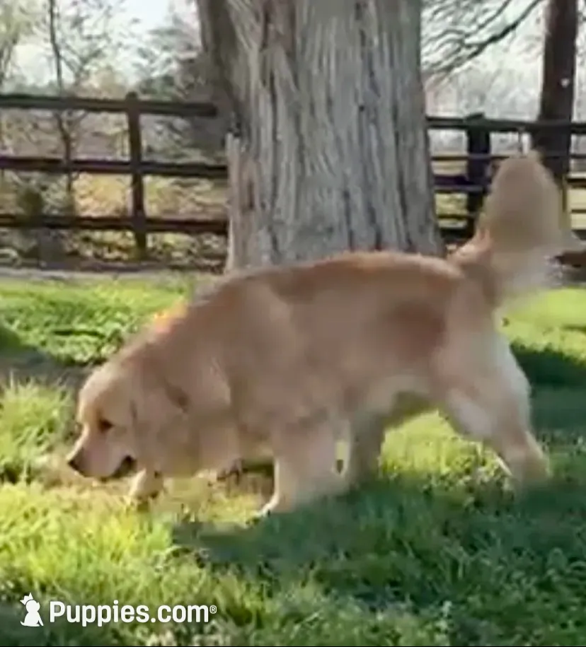 Bella, a female Golden Retriever for sale in North Carolina, NC – 10 of 10