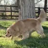 Valentine, a female Golden Retriever for sale in North Carolina, NC – Photo 6 of 8