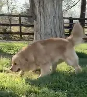 Valentine, a female Golden Retriever for sale in North Carolina, NC – Photo 6 of 8