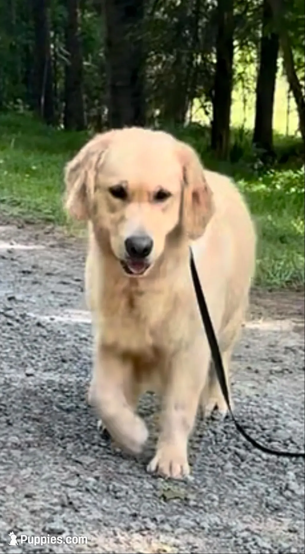 Bella, a female Golden Retriever for sale in North Carolina, NC – 9 of 10