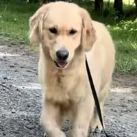 Valentine, a female Golden Retriever for sale in North Carolina, NC – Photo 5 of 8