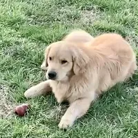 Valentine, a female Golden Retriever for sale in North Carolina, NC – Photo 8 of 8