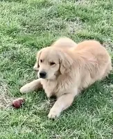 Valentine, a female Golden Retriever for sale in North Carolina, NC – Photo 8 of 8