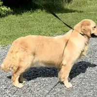 Valentine, a female Golden Retriever for sale in North Carolina, NC – Photo 4 of 8