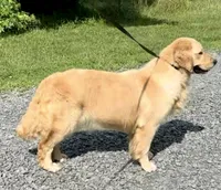 Valentine, a female Golden Retriever for sale in North Carolina, NC – Photo 4 of 8