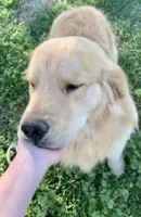 Valentine, a female Golden Retriever for sale in North Carolina, NC – Photo 7 of 8