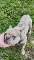 Cupcake, a female Boston Terrier and French Bulldog for sale in North Carolina, NC – 8 of 9