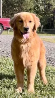 Maci, a female Golden Retriever for sale in North Carolina, NC – Photo 3 of 6