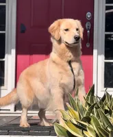 Maci, a female Golden Retriever for sale in North Carolina, NC – Photo 6 of 6