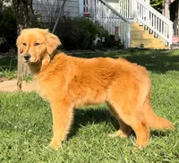 Maci, a female Golden Retriever for sale in North Carolina, NC – Photo 4 of 6