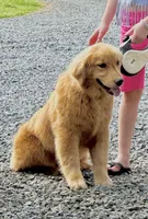 Maci, a female Golden Retriever for sale in North Carolina, NC – Photo 2 of 6