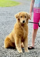 Maci, a female Golden Retriever for sale in North Carolina, NC – Photo 1 of 6
