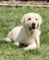Lacey, a female English Cream Golden Retriever for sale in North Carolina, NC – 5 of 9