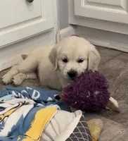 AKC Cream Pups, a female Golden Retriever for sale in North Carolina, NC – Photo 8 of 10