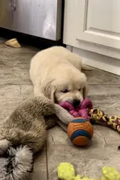 AKC Cream Pups, a female Golden Retriever for sale in North Carolina, NC – Photo 5 of 10