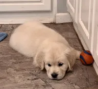 AKC Cream Pups, a female Golden Retriever for sale in North Carolina, NC – Photo 3 of 10