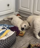 AKC Cream Pups, a female Golden Retriever for sale in North Carolina, NC – Photo 10 of 10