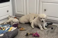 AKC Cream Pups, a female Golden Retriever for sale in North Carolina, NC – Photo 6 of 10