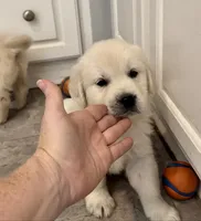 AKC Cream Pups, a female Golden Retriever for sale in North Carolina, NC – Photo 4 of 10
