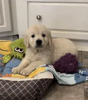 AKC Cream Pups, a female Golden Retriever for sale in North Carolina, NC – Photo 9 of 10