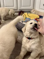 AKC Cream Pups, a female Golden Retriever for sale in North Carolina, NC – Photo 7 of 10
