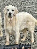 Lacey, a female English Cream Golden Retriever for sale in North Carolina, NC – 2 of 9