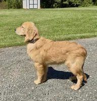Hailey, a female Golden Retriever for sale in Oxford, NC – 4 of 9