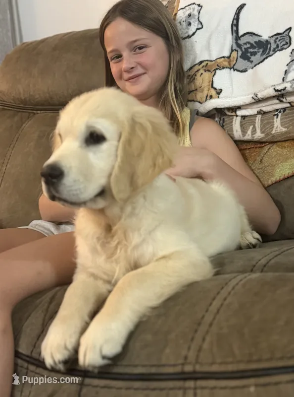 Luke – English Cream Golden Retriever puppy for sale in Oxford, NC