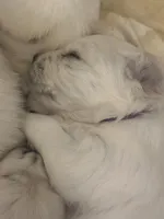 Max, a male English Cream Golden Retriever for sale in North Carolina, NC – Photo 4 of 7