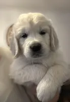 Max, a male English Cream Golden Retriever for sale in North Carolina, NC – Photo 1 of 7