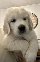 Max, a male English Cream Golden Retriever for sale in North Carolina, NC – Photo 2 of 7