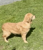 Hailey, a female Golden Retriever for sale in Oxford, NC – 3 of 9