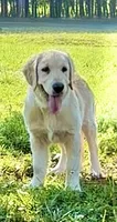Lilly, a female Golden Retriever for sale in North Carolina, NC – 4 of 9