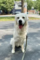 Bear, a male English Cream Golden Retriever for sale in North Carolina, NC – 3 of 5