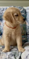 Ms Orange, a female Golden Retriever for sale in North Carolina, NC – 2 of 9