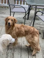 AKC SAVANNAH, a female Golden Retriever for sale in North Carolina, NC – Photo 9 of 10