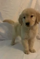 AKC SAVANNAH, a female Golden Retriever for sale in North Carolina, NC – Photo 6 of 10