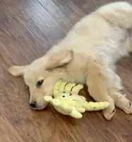 AKC SAVANNAH, a female Golden Retriever for sale in North Carolina, NC – Photo 8 of 10