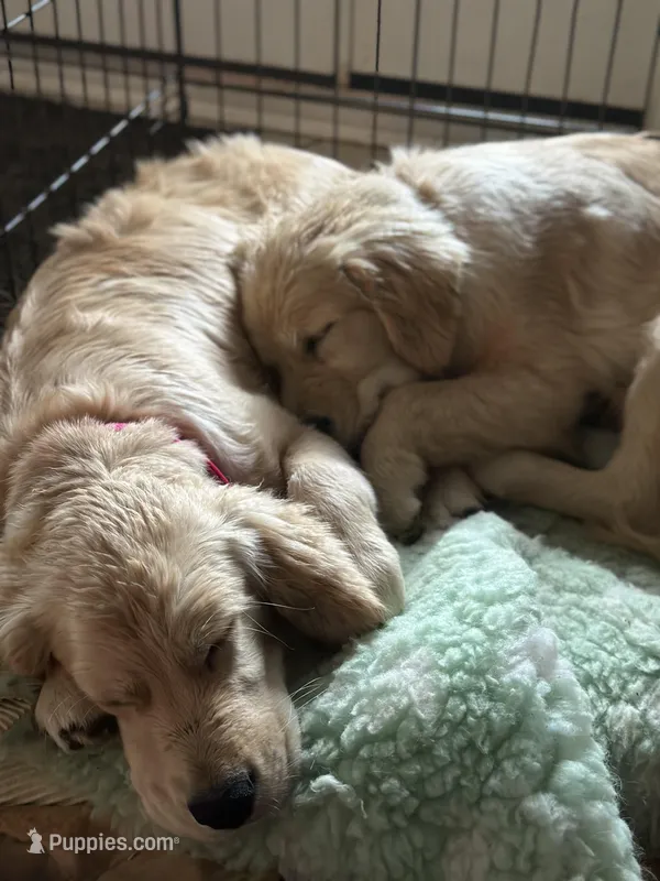 AKC SAVANNAH, a female Golden Retriever for sale in North Carolina, NC – Photo 1 of 10