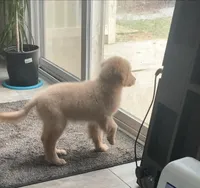 AKC SAVANNAH, a female Golden Retriever for sale in North Carolina, NC – Photo 7 of 10