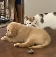 AKC SAVANNAH, a female Golden Retriever for sale in North Carolina, NC – Photo 5 of 10