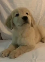 AKC SAVANNAH, a female Golden Retriever for sale in North Carolina, NC – Photo 4 of 10