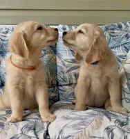 Ms Orange, a female Golden Retriever for sale in North Carolina, NC – 7 of 9