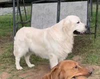Lacey, a female English Cream Golden Retriever for sale in North Carolina, NC – 8 of 9