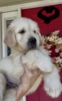 Luke, a male English Cream Golden Retriever for sale in Oxford, NC – 2 of 6