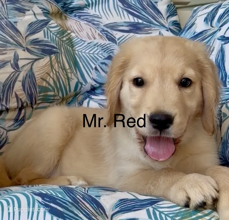 Mr Red – Golden Retriever puppy for sale in North Carolina, NC
