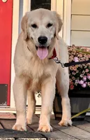 AKC Gloria, a female Golden Retriever for sale in North Carolina, NC – Photo 9 of 9