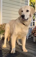 AKC Gloria, a female Golden Retriever for sale in North Carolina, NC – Photo 7 of 9