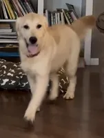 AKC Gloria, a female Golden Retriever for sale in North Carolina, NC – Photo 3 of 9