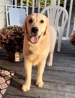 AKC Gloria, a female Golden Retriever for sale in North Carolina, NC – Photo 2 of 9